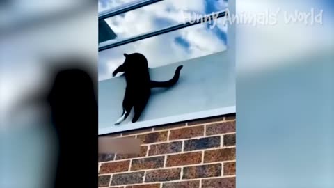 Funniest Cats And Dogs Videos Best Funny Animal Videos 2022