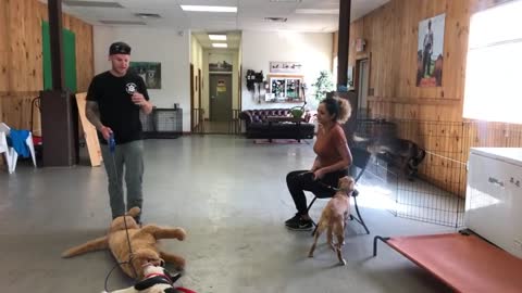 Leash reactive dog training Dog reactivity training