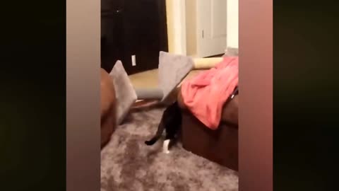 Best funniest animals video 2023 ,_ 😉dogs and cats club videos ||
