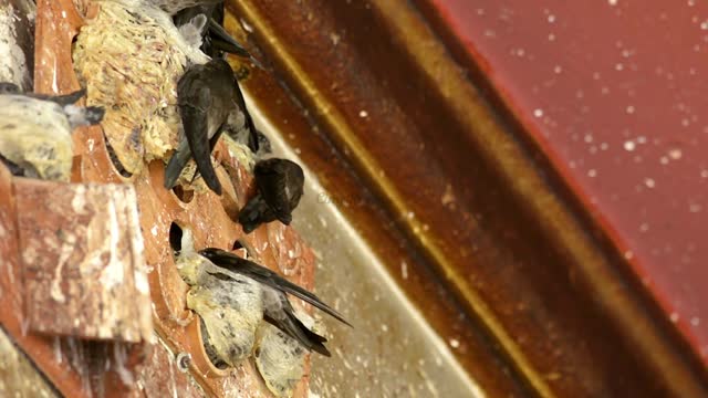 various types of bird nests