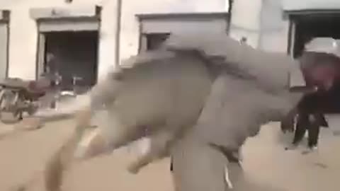 Man carrying donkey