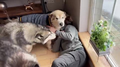 Excited dogs are finally reunited with their dad! They go howling crazy!