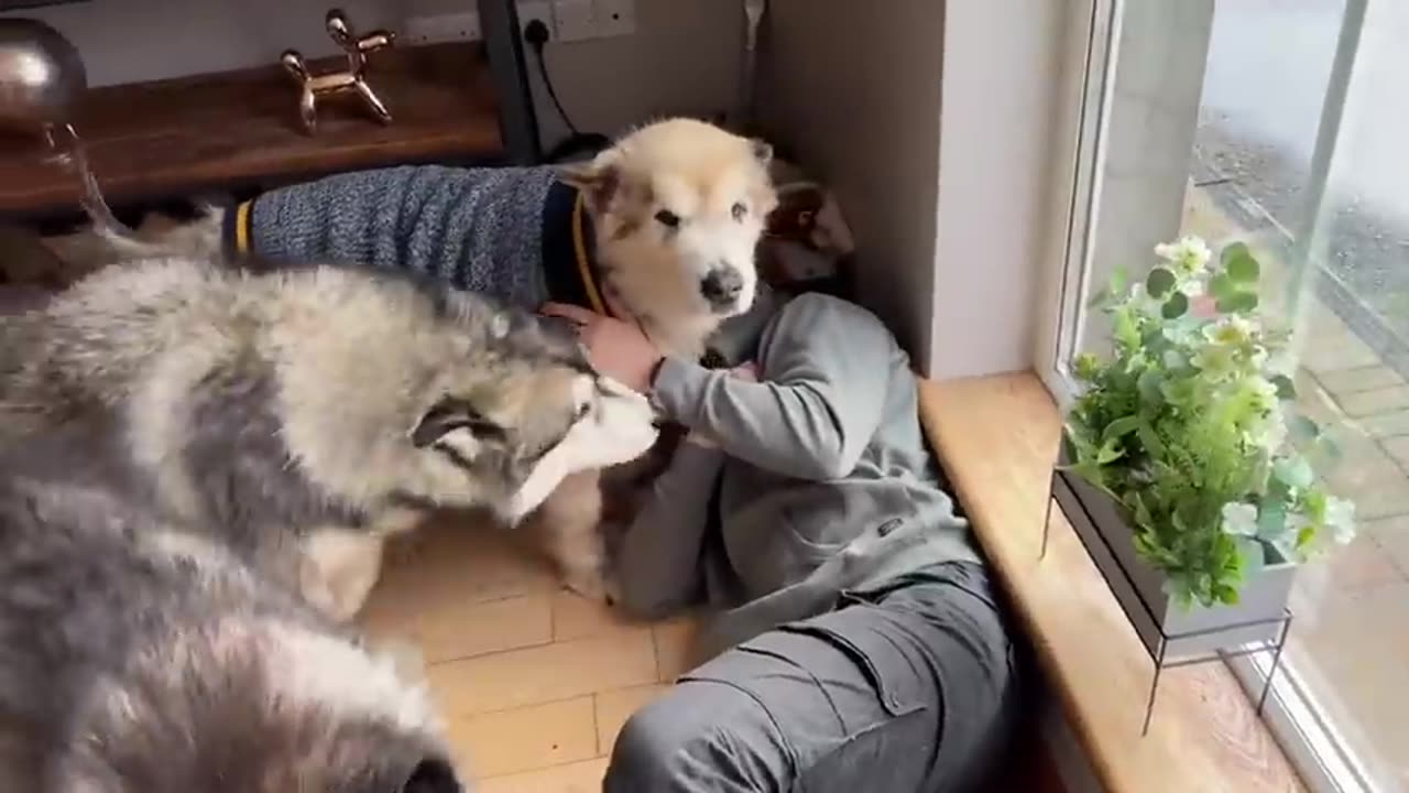 Excited dogs are finally reunited with their dad! They go howling crazy!