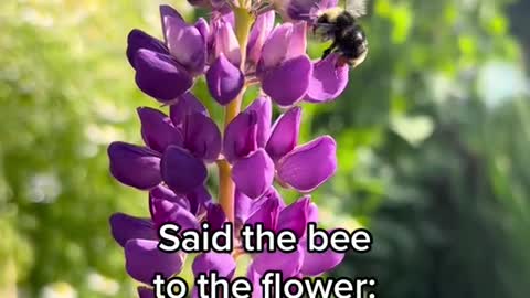 Said the bee to the flower:Just say that you need me...