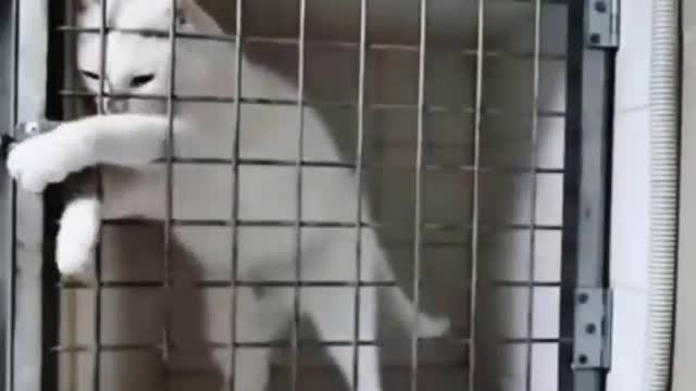 😇 Laugh non-stop with these funny cats 😹 - Funniest Cats Expression Video 😇 - Funny Cats Life