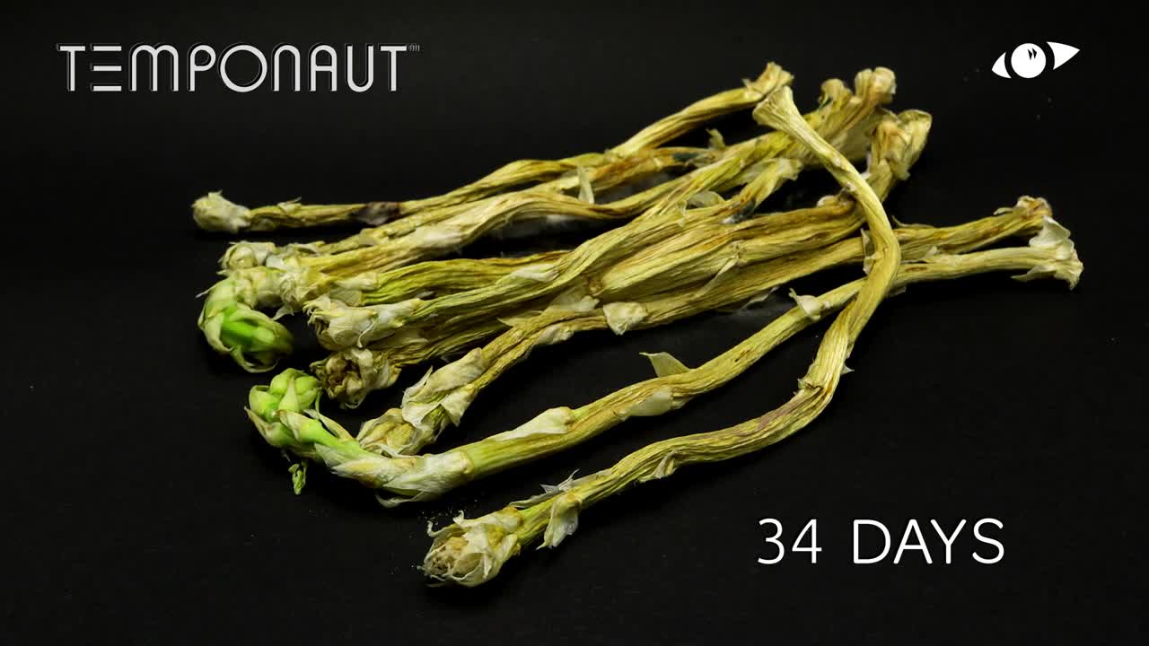 Asparagus Timelapse