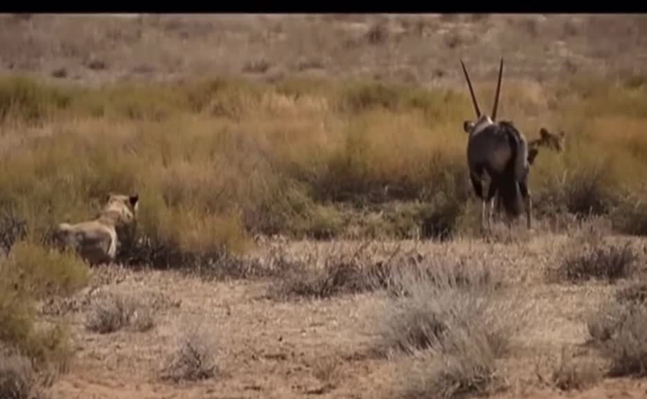 5 Lions VS Gemsbok Antelope