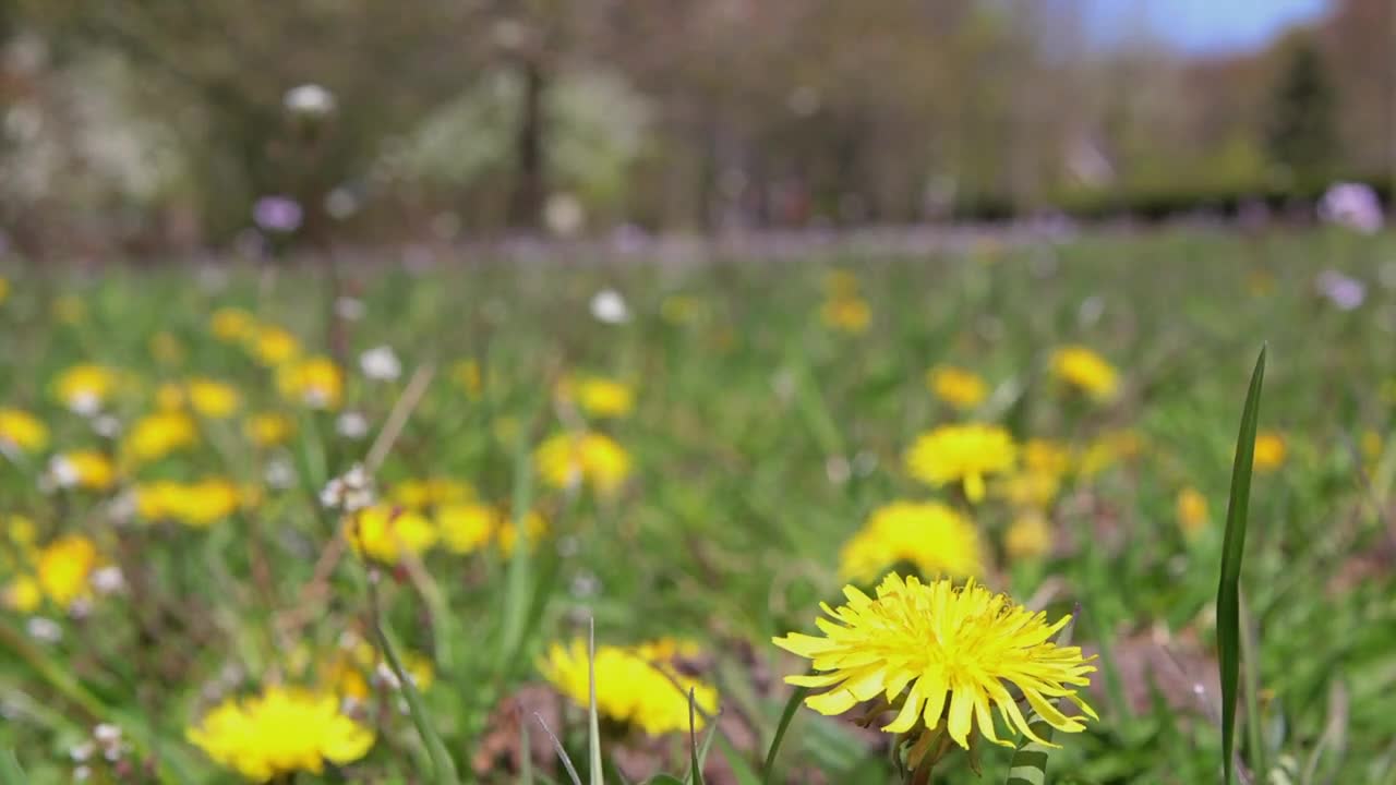 paardenbloem kievit