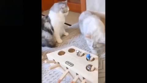 Super Funny Animal Videos # Funny Cats