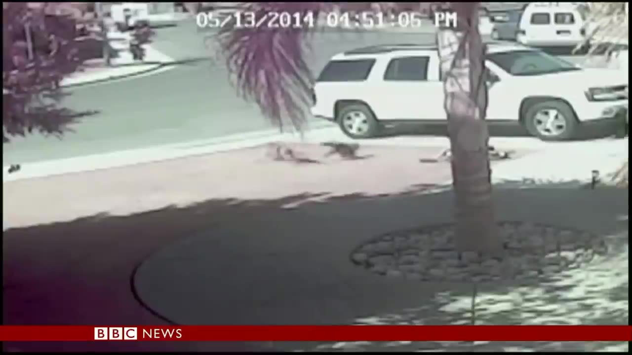 Super Cat' saves boy from dog attack in California