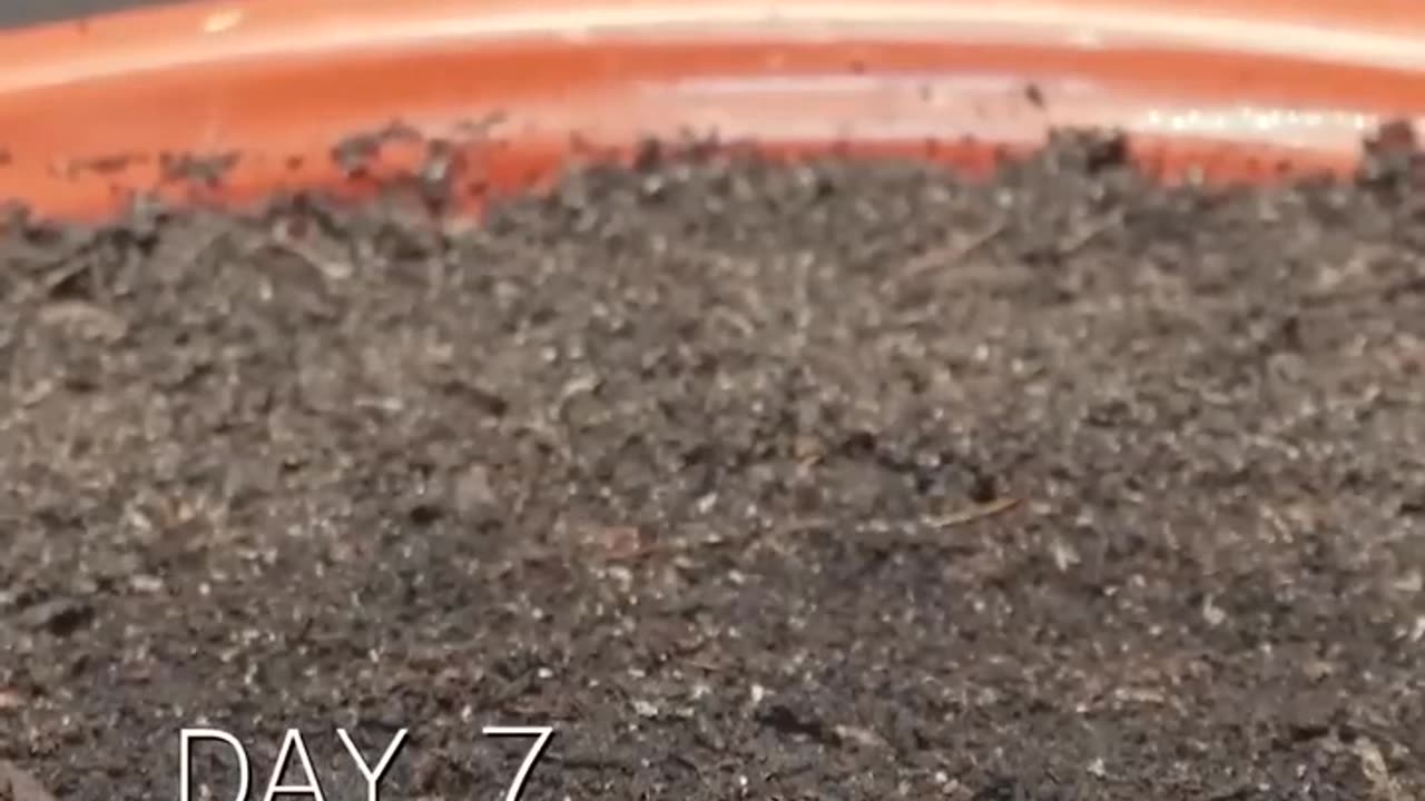 Growing Bitter Gourd - Time Lapse