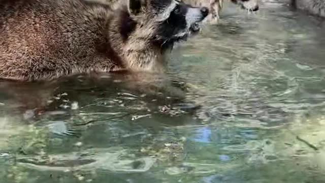 Raccoons know how to touch fish.