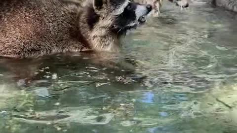 Raccoons know how to touch fish.