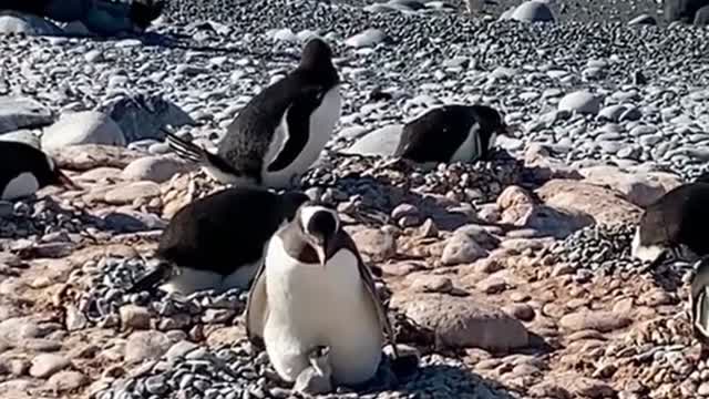 Cute happy penguin cold area