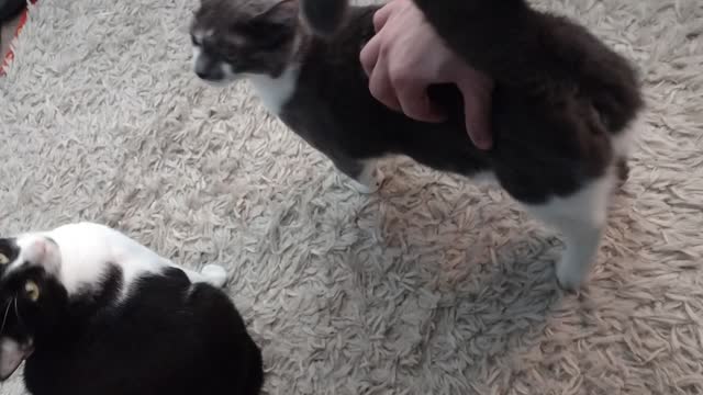 Adopted Cats - Treat Time