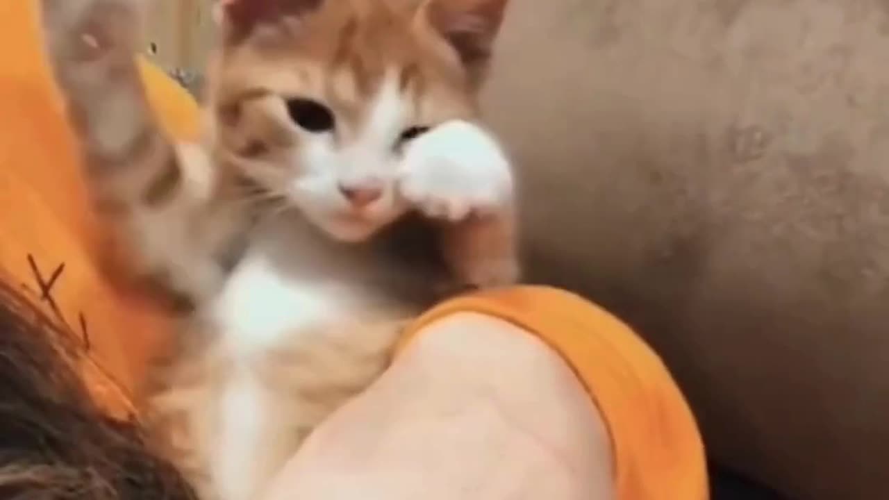 Cute And Funny Cats 😍😍😅😅 #viral #shorts #reels #cat #cats #pets #catsshare