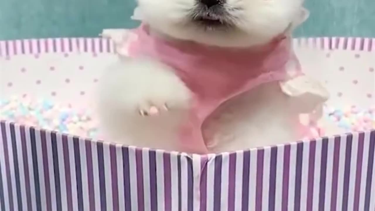 Funny Compilation Happen Unexpectedly