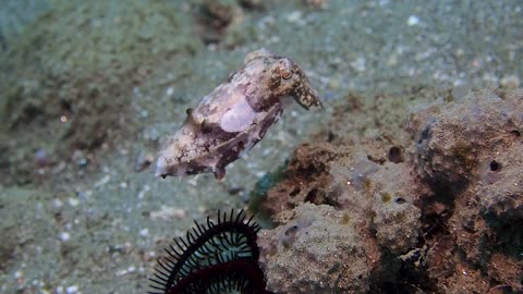 Cuttlefish Tries Showing Us How to Camouflage Next to Plant