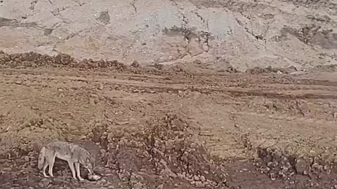###fun by animals