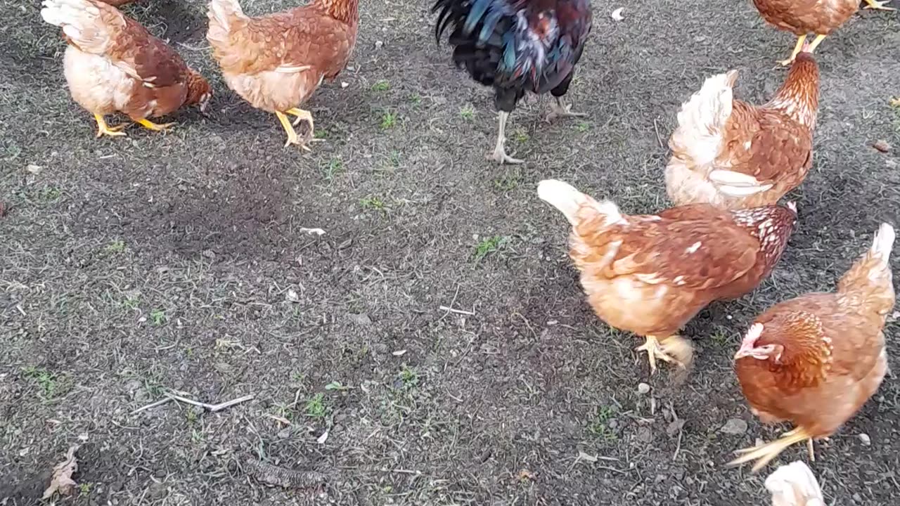 Moving Chickens Outside After Winter Part 3 Rooster