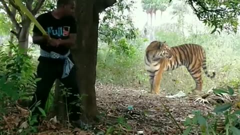 real tiger attack short video satakosia jungle