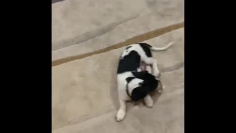 Adorable Puppies