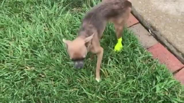 Funny dog compilation❤️😂