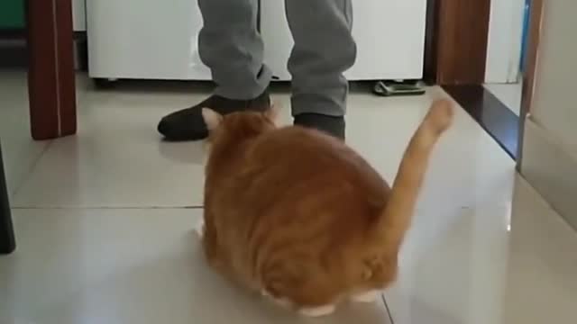 Cool...the cat follows the beat