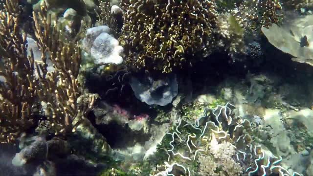 Snorkling In North Sulawesi