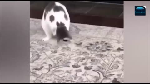 Funny animals
