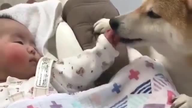 smart dogs can take care of babies