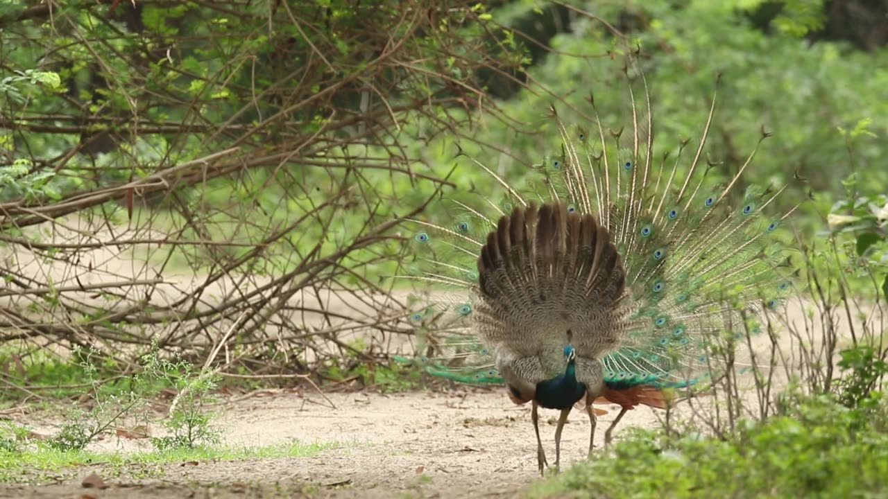 Peacock Metting