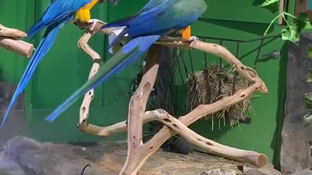 Sky and Sammy update #macaw #macaws