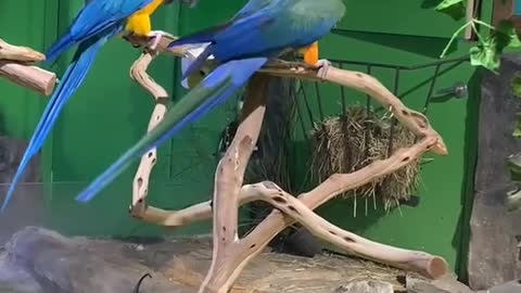 Sky and Sammy update #macaw #macaws