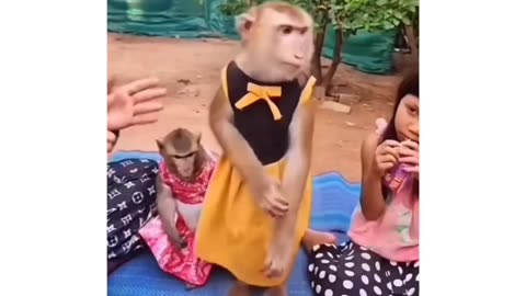 Monkey 🐒 funny video