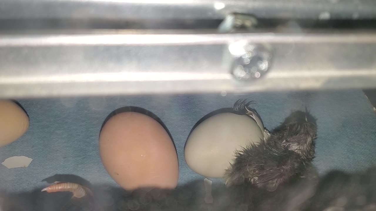 Incubator hatching baby chick