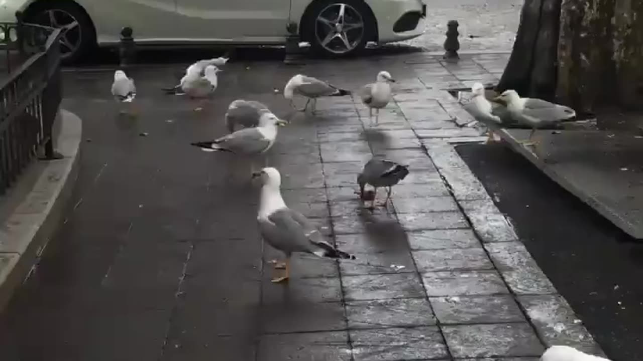 Seagulls are beautiful and gentle, and their voice is charming