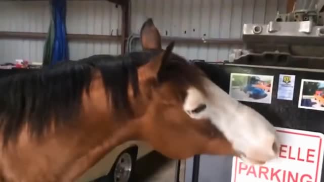 The most naughty horse