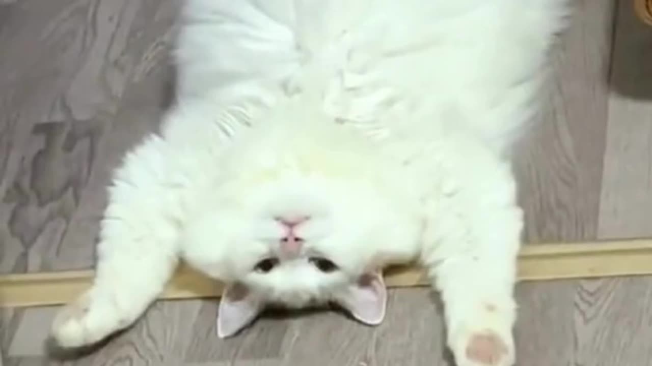 The BEST CUTE AND FUNNY ANIMAL VIDEOS OF 2023