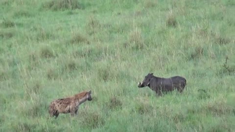 hyena vs Warthog