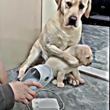 Mother's love. Animal Attitude is an example.