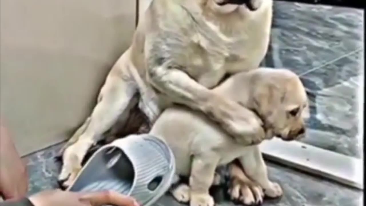 Mother's love. Animal Attitude is an example.