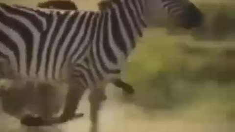 Severe punishment of cheetah by zebra