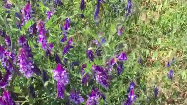 Butterfly at Ebey’s Landing National Historical Reserve - Whidbey Islan