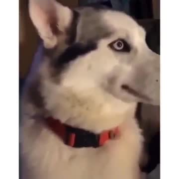 Husky dog ​​looks at the charger cord in amazement and takes his eyes away from him
