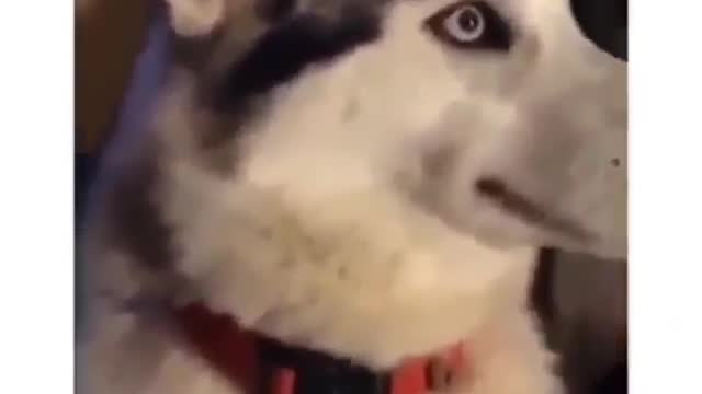 Husky dog ​​looks at the charger cord in amazement and takes his eyes away from him