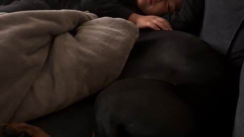 Little Kid Naps With His Doberman