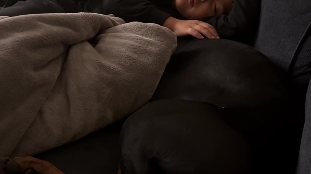 Little Kid Naps With His Doberman