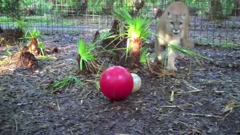 Big Cat Talk! - Roar, Purr, Meow
