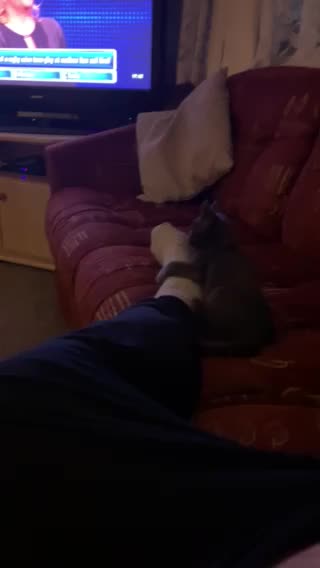 MJCS 19) Dark Destroyer foot nibbler 11/11/2020